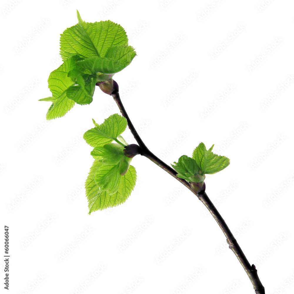 Valokuva young hazel twig