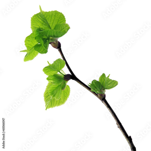 Valokuva young hazel twig
