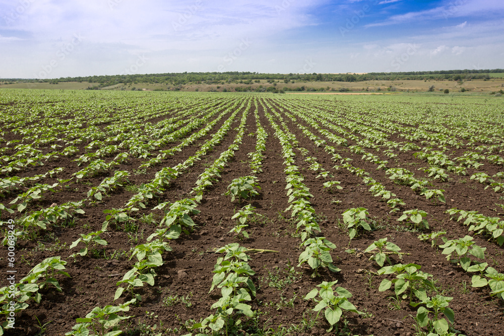 field with sunflower sprouts