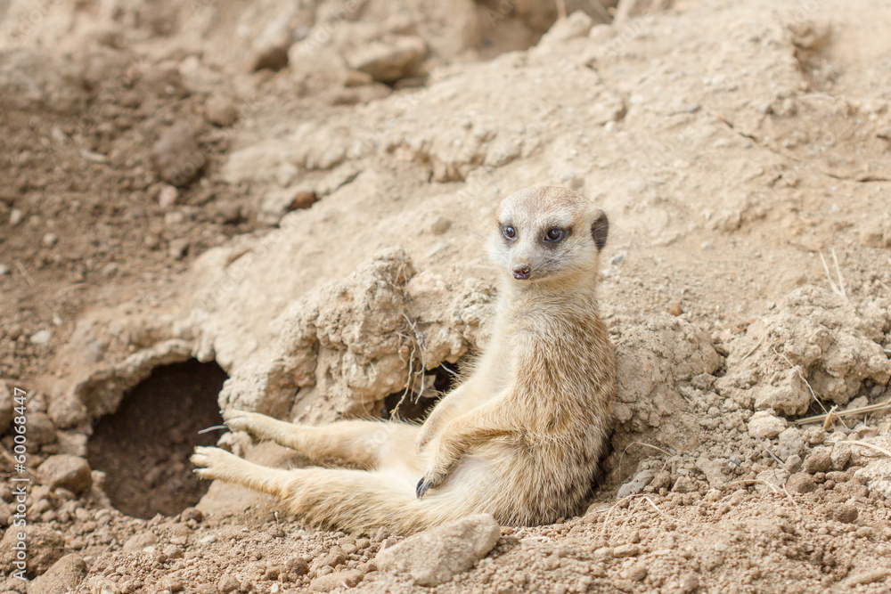 Slender-tailed meerkat or suricate, Suricata suricatta Slender-tailed meerkat or suricate, Suricata suricatta