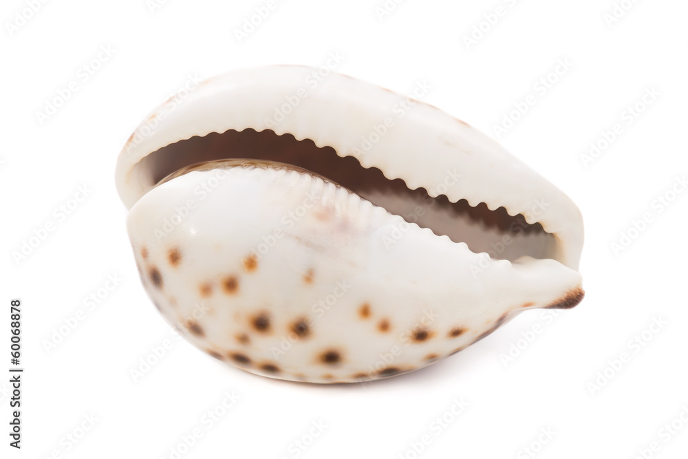 Sea shell on white background