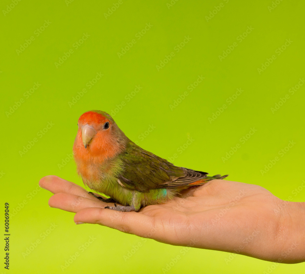 Obraz premium oiseau inséparable apprivoisé dans un main