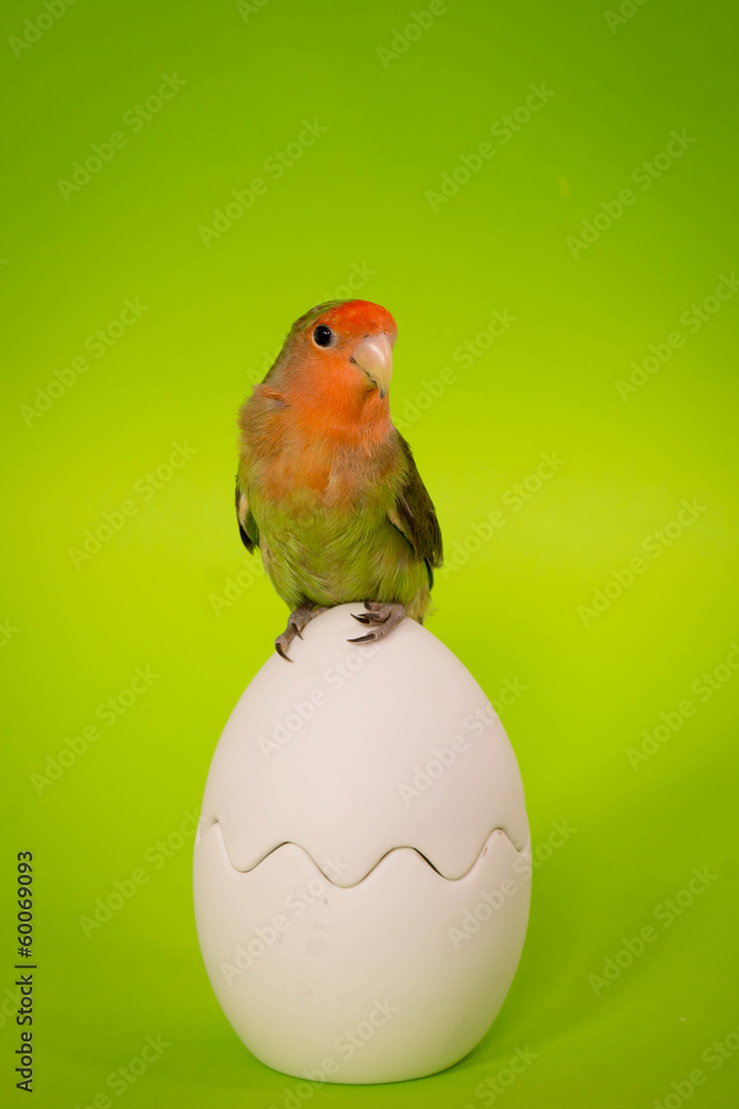 Obraz premium oiseau inséparable sur un oeuf