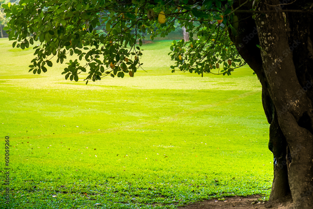 Obraz premium Green city park with trees.