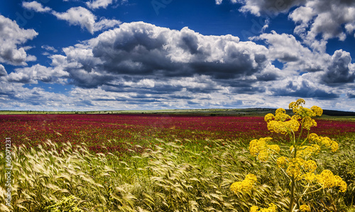 Parco  Nazionale  Alta Murgia:campo di fiori viola. - PUGLIA - photo