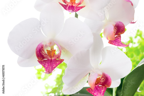 Fototapeta Naklejka Na Ścianę i Meble -  red and white orchid with leaves fern,  isolated on white  backg