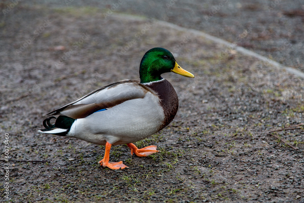 Obraz premium Stockente