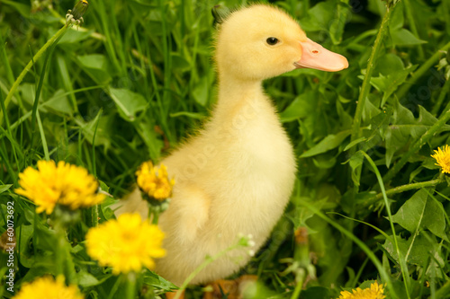 Small duckling © Goinyk