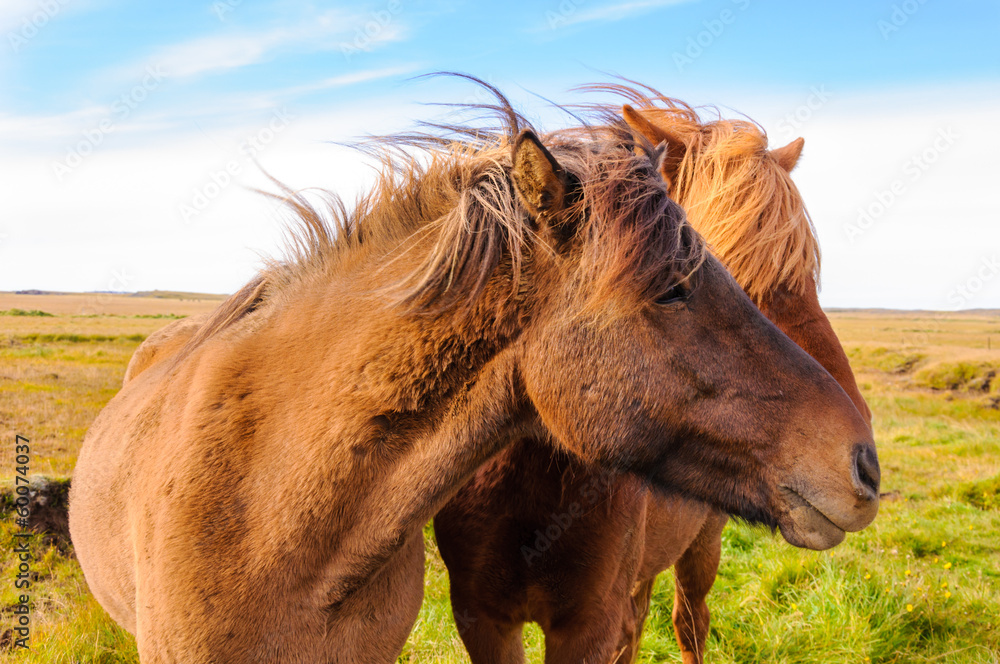 Obraz premium Icelandic horses