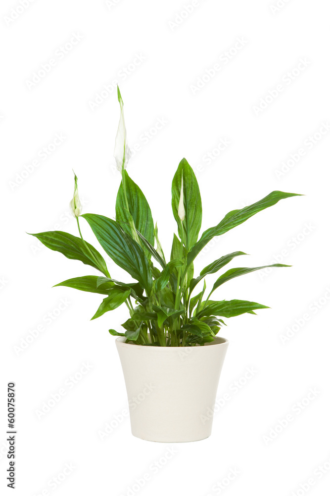 Spathiphyllum flower plant isolated on white