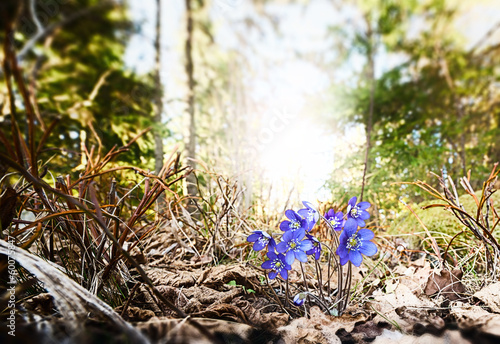 Blue Hepatica nobilis flowe...