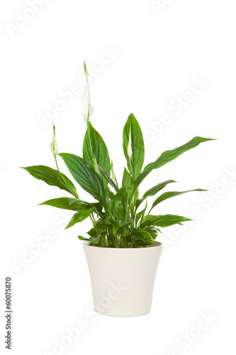 Spathiphyllum flower plant isolated on white