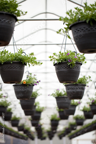 Fototapeta Naklejka Na Ścianę i Meble -  Nursery Hanging Flowers Pots