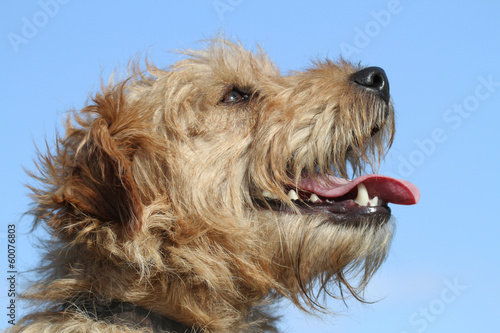 Fotografie Lakeland Terrier