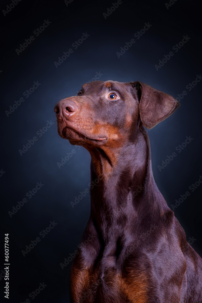 Dobermann im Studio