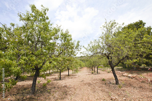 Rows of almond trees in almond grove, Valencia Region, Spain