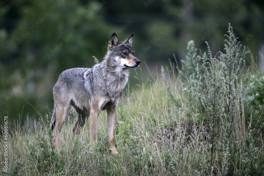 Grey wolf, Canis lupus
