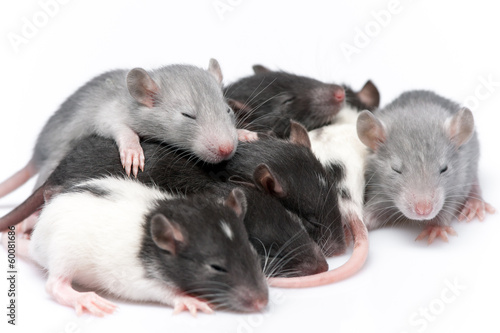 cute baby rats