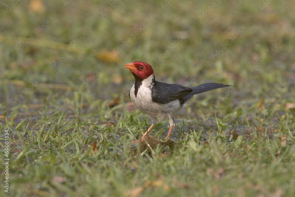 Yellow-billed cardinal, Paroaria capitata Yellow-billed cardinal, Paroaria capitata