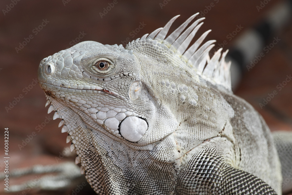 Fototapeta premium Iguana Portrait - Bonaire