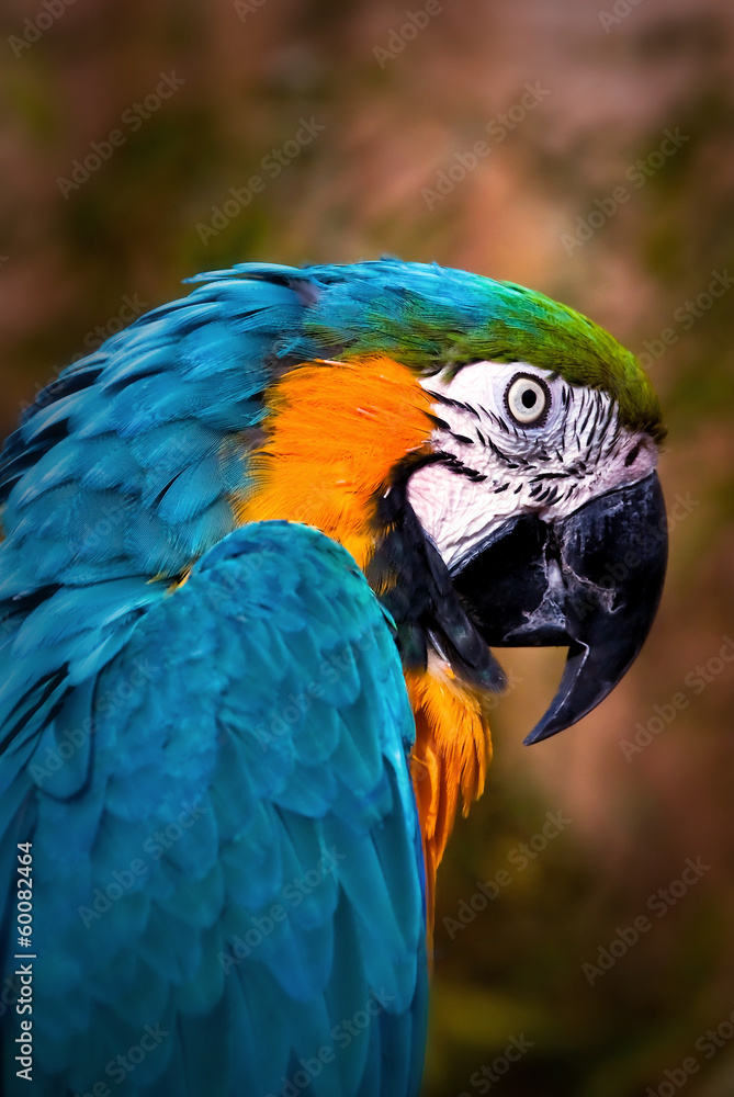 Wild talking Blue Macaw Portrait Bird