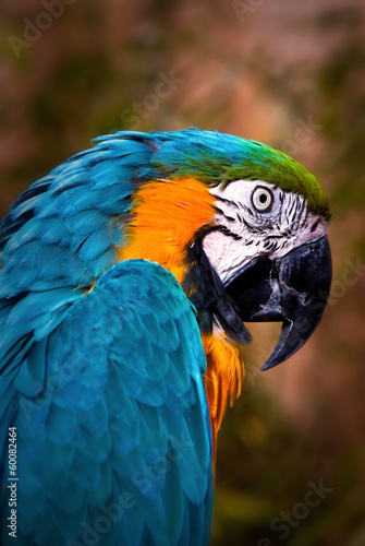 Wild talking Blue Macaw Portrait Bird