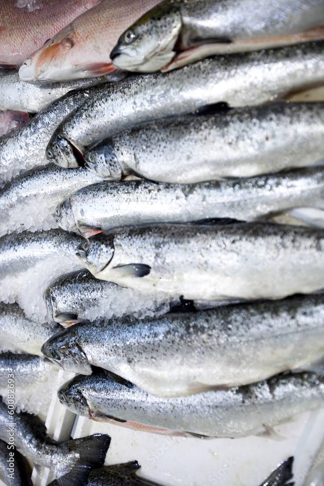 Full frame shot of freshly caught fishes Full frame shot of freshly caught fishes