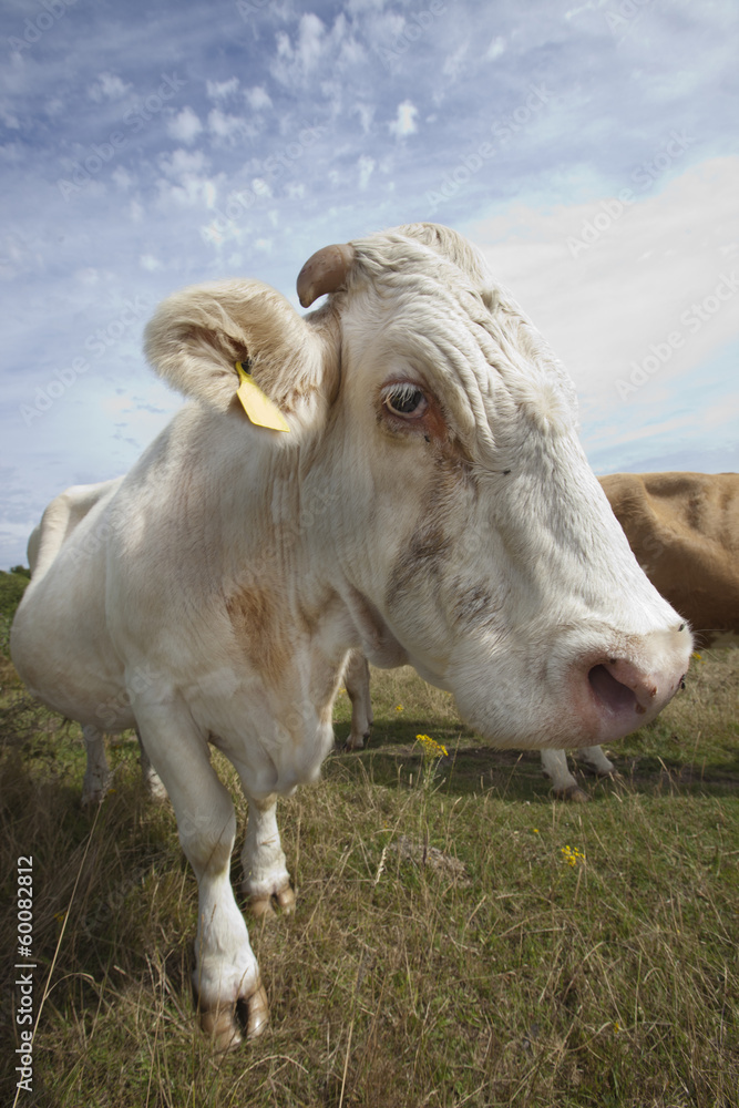 Close-up of cow in pasture against blue sky