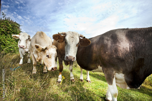 Close-up of cows in pasture against blue sky