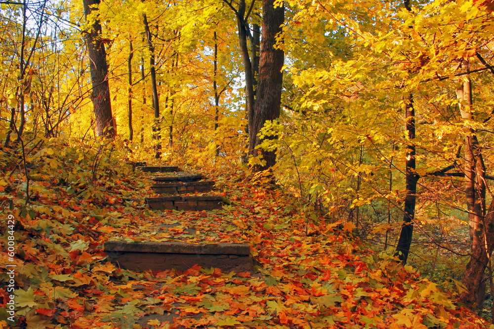 Obraz premium Stairways in autumn park