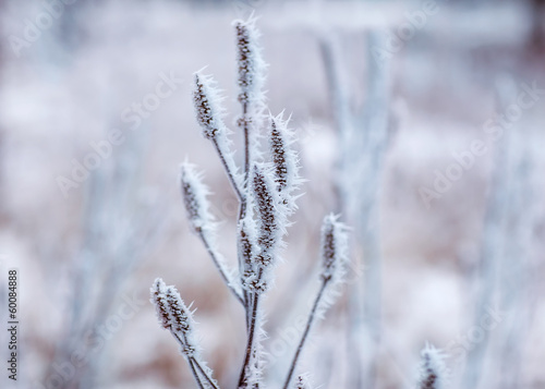 Frozen plants, winter background © Rock and Wasp