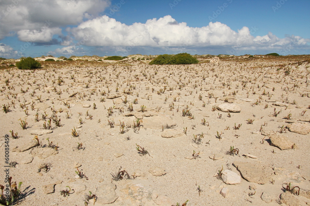 The Nullarbor coastal dune landscape The Nullarbor coastal dune landscape
