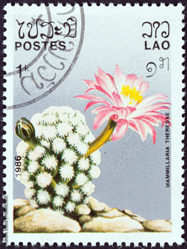 Mammillaria theresae (Laos 1986) photo