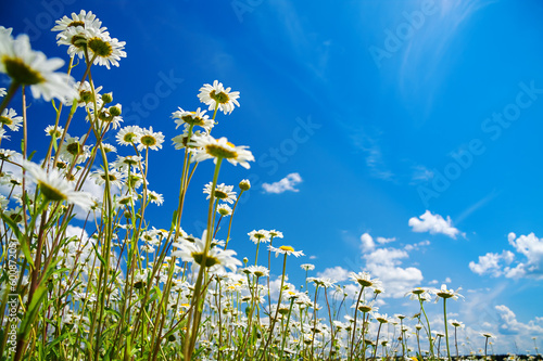 summer rural landscape with a blossoming meadow and the blue sky Fototapet