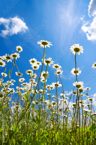 summer rural landscape with a blossoming meadow and the blue sky