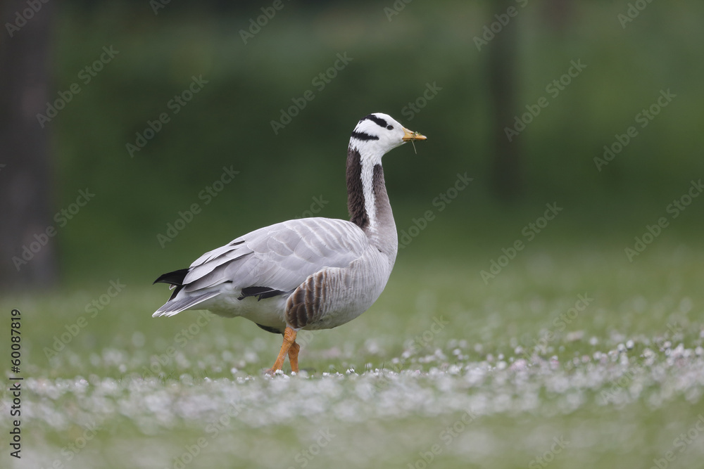 Bar-headed goose, Anser indicus