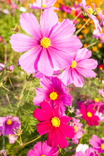 Pink cosmos flower close up