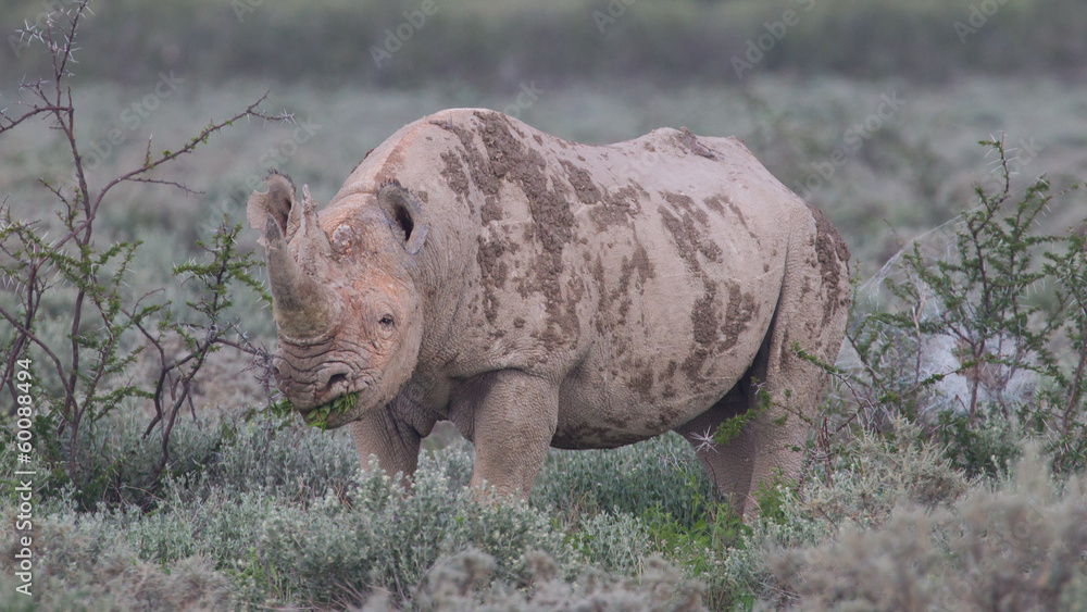 Fototapeta premium Black (hooked-lipped) rhinoceros (Diceros bicornis)