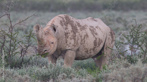 Black  hooked-lipped  rhinoceros  Diceros bicornis 