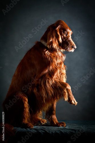 Obraz na płótnie Red irish setter dog