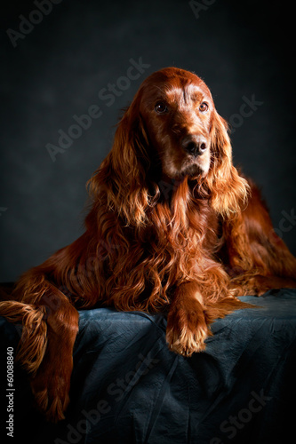 Obraz na płótnie Red irish setter dog