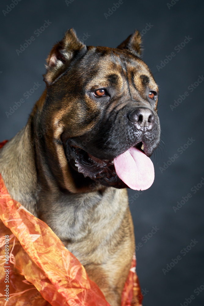brown Cane Corso dog