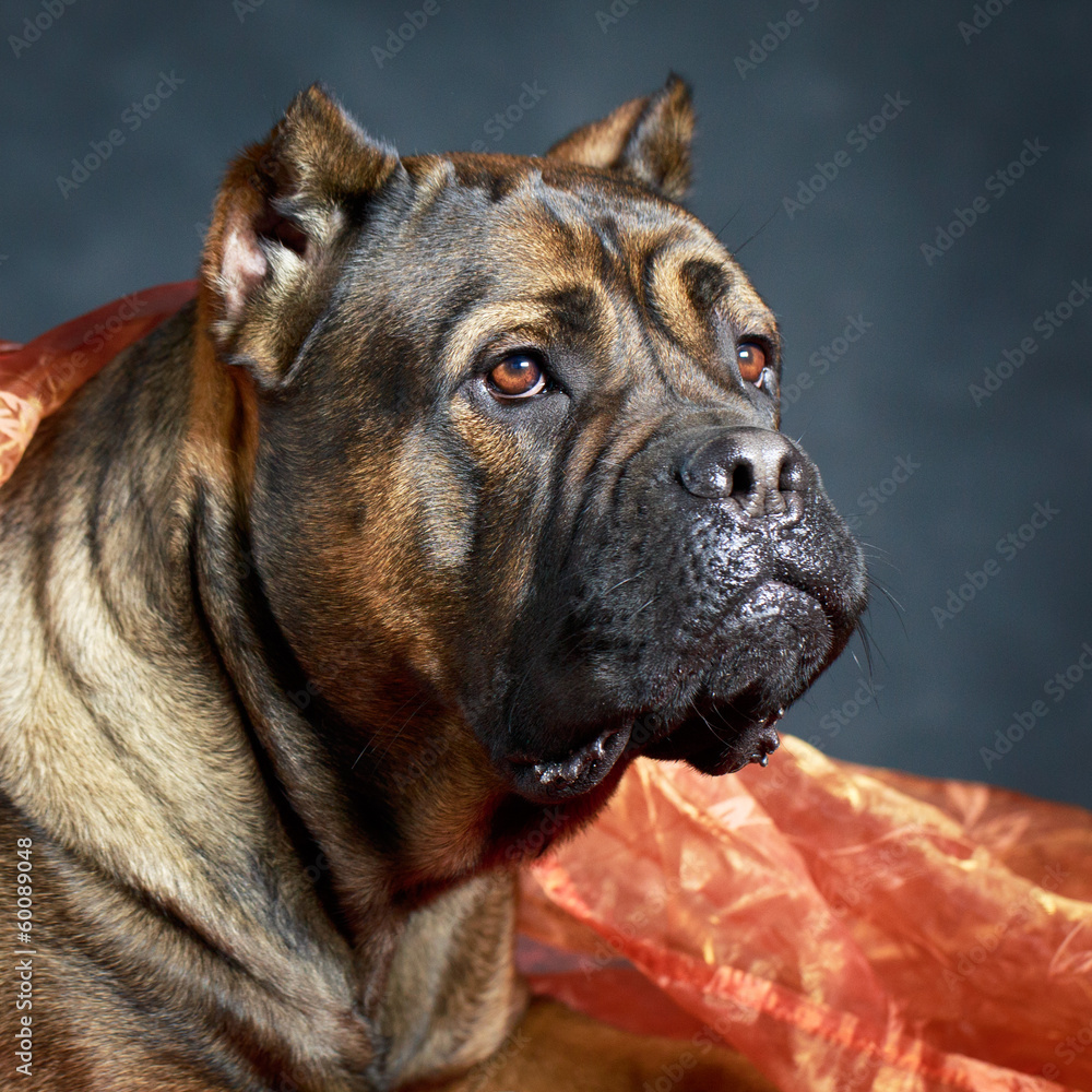Obraz premium brown Cane Corso dog