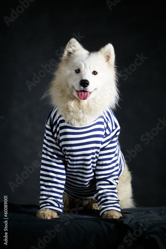 Samoyed dog photo