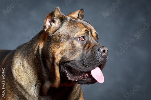 brown Cane Corso dog photo
