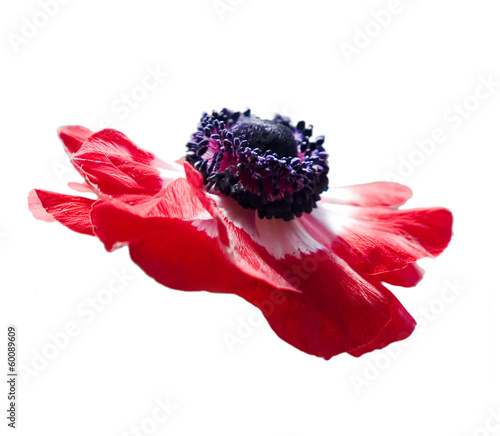 red  anemone flower photo