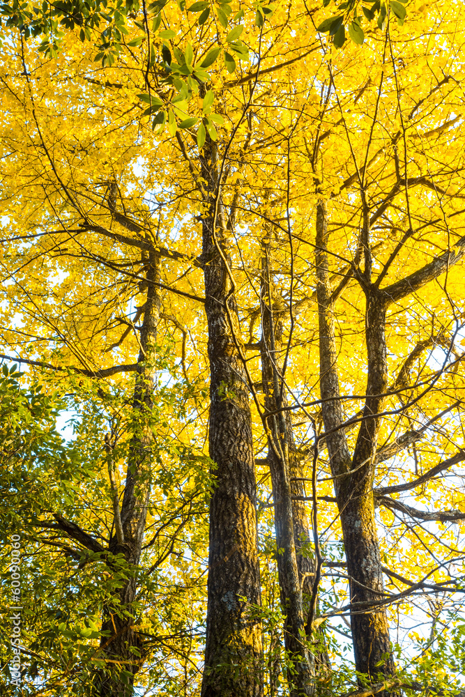 Autumn Colours in China