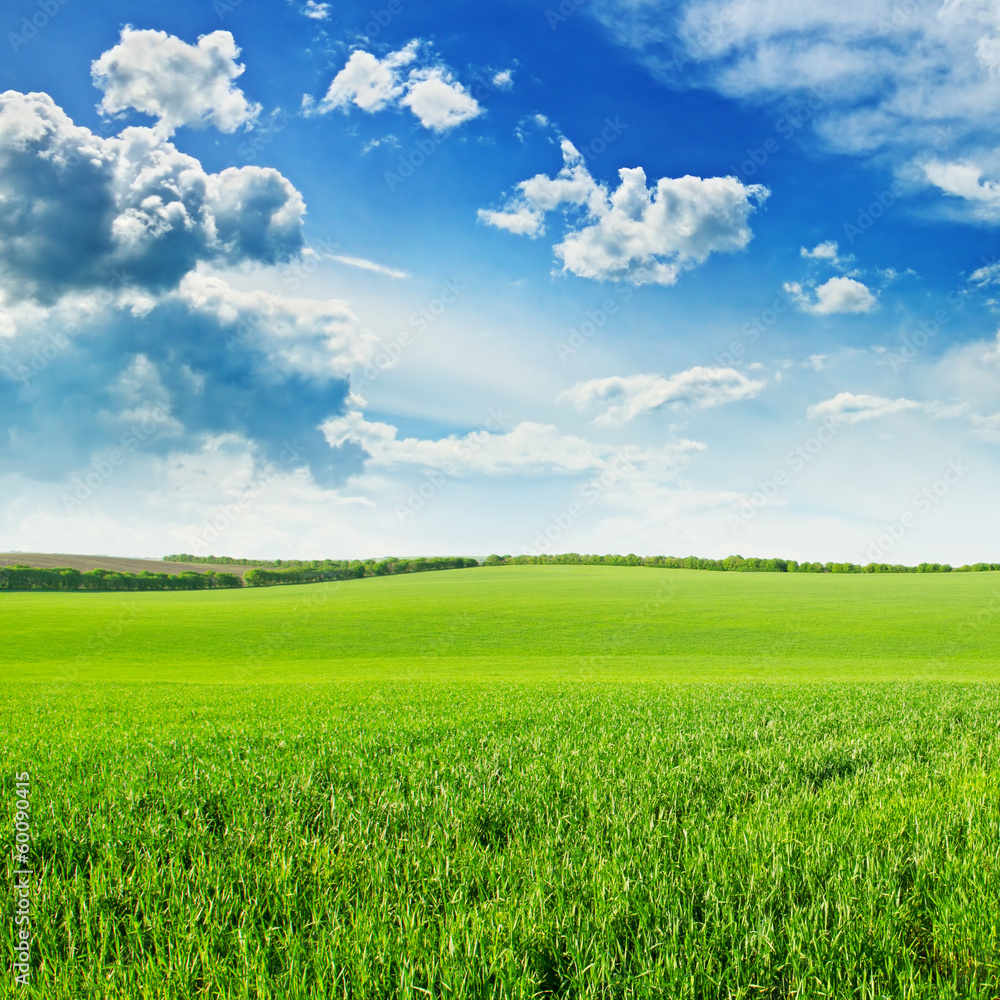 green wheat field and blue cloudy sky