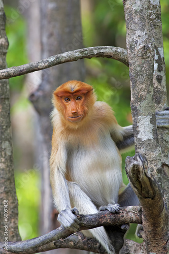 Proboscis monkey © Kjersti