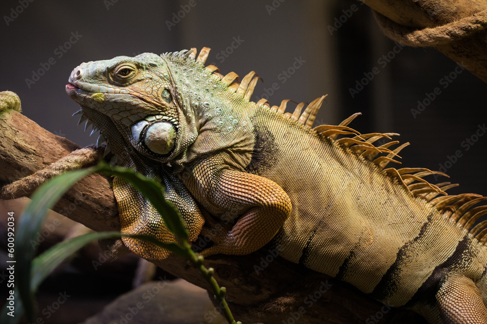 Fototapeta premium IGUANA